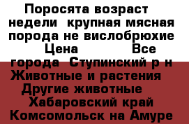 Поросята возраст 4 недели, крупная мясная порода(не вислобрюхие ) › Цена ­ 4 000 - Все города, Ступинский р-н Животные и растения » Другие животные   . Хабаровский край,Комсомольск-на-Амуре г.